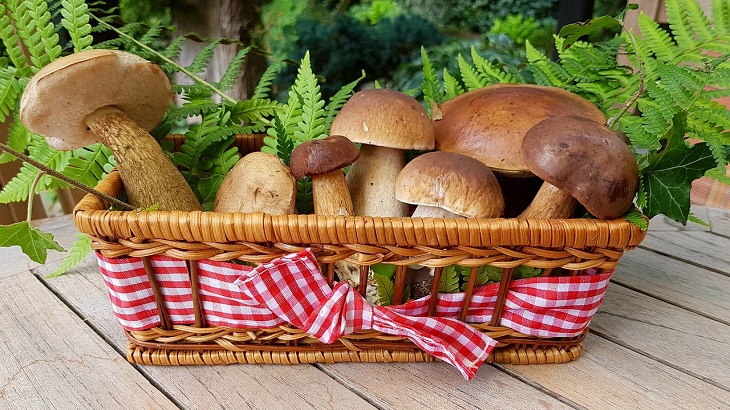 Vital RX - mushrooms